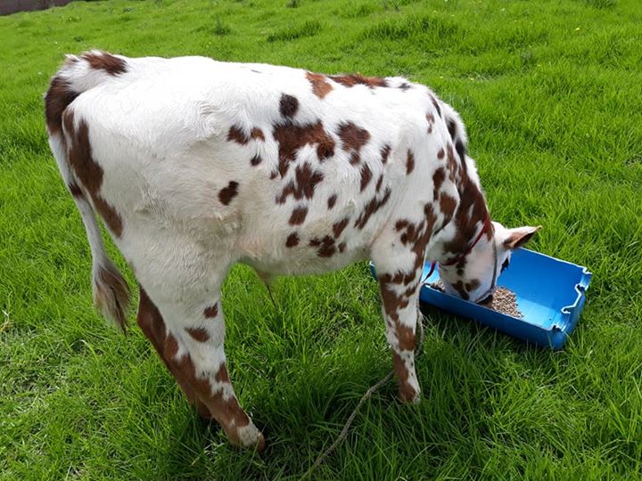 Ganado Normando Información, datos interesantes y fotos Todo Sobre