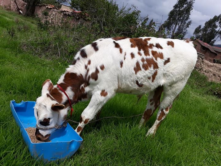Ganado Normando Información, datos interesantes y fotos Todo Sobre