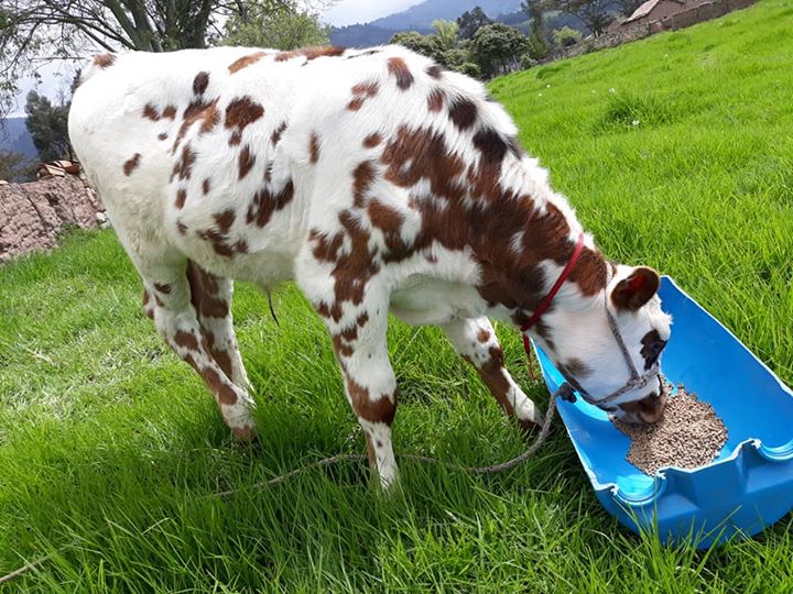 Ganado Normando Información, datos interesantes y fotos Todo Sobre