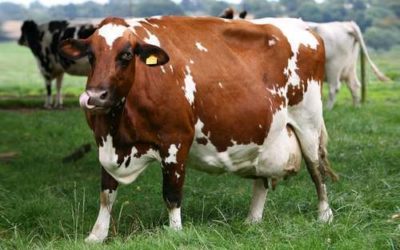 vaca raza ayshire
