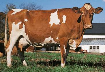 guernsey razas vacas lecheras