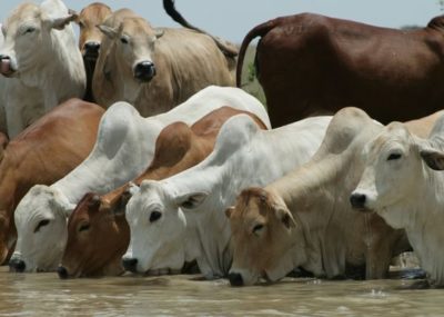grupo de ganado Cebú