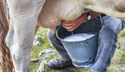 como se ordeña una vaca