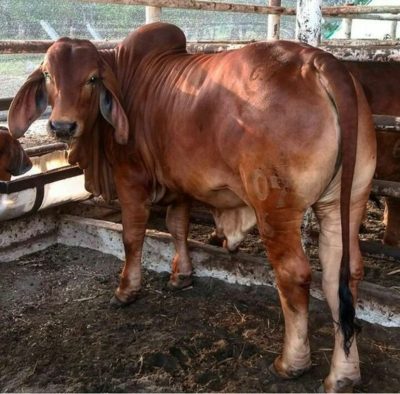 toro raza cebu de color rojo