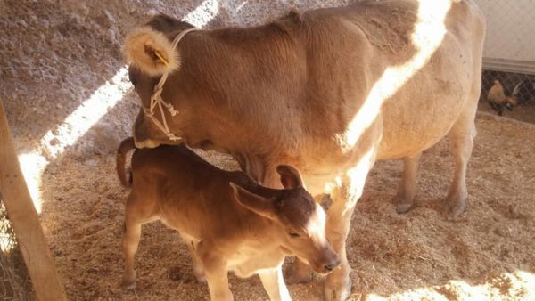 vaca parida con ternero o becerro