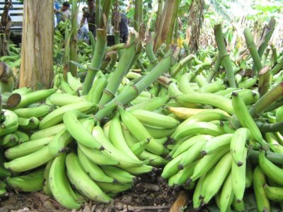 cultivo de plátano