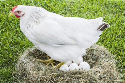 gallina poniendo huevos