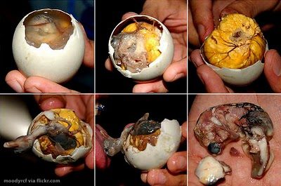 huevos de pollo fertilizados