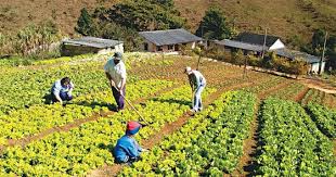 datos curiosos sobre la agricultura