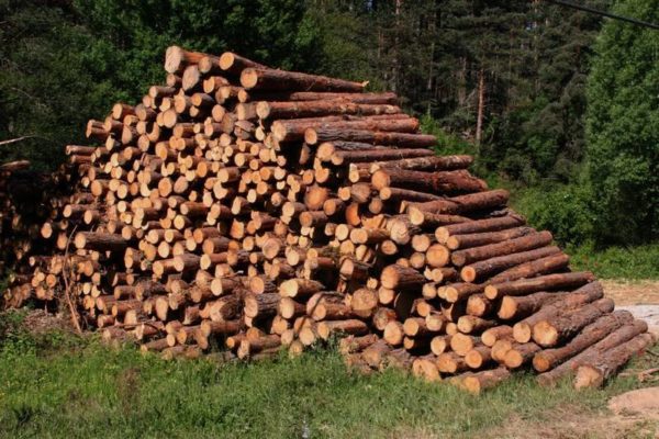 cultivo de madera