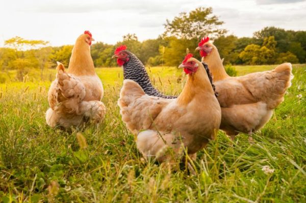 gallinas ponedoras como cuidarlas