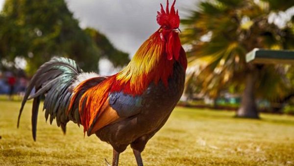 a que edad empieza a cantar un gallo