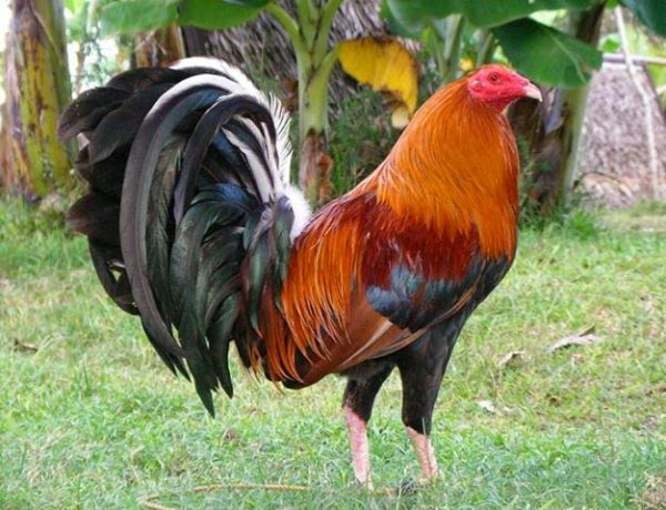 a que edad le nacen las espuelas a un gallo