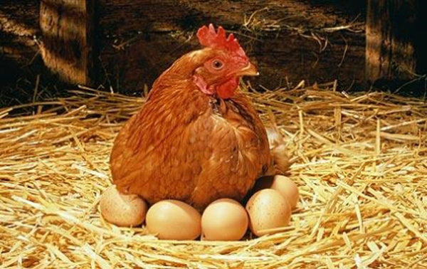 3 formas de saber cuándo una gallina está lista para poner huevos