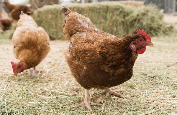 problemas de salud en las aves de corral