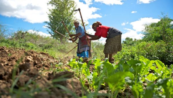 agricultura de subsistencia