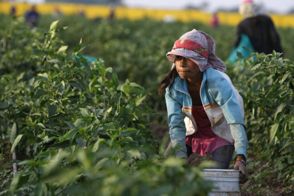 agricultura en mexico