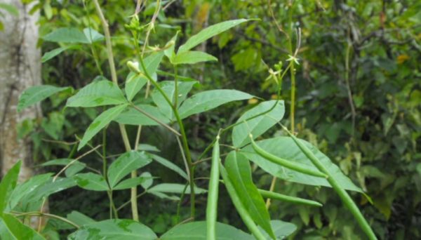 caracteristicas de las plantas