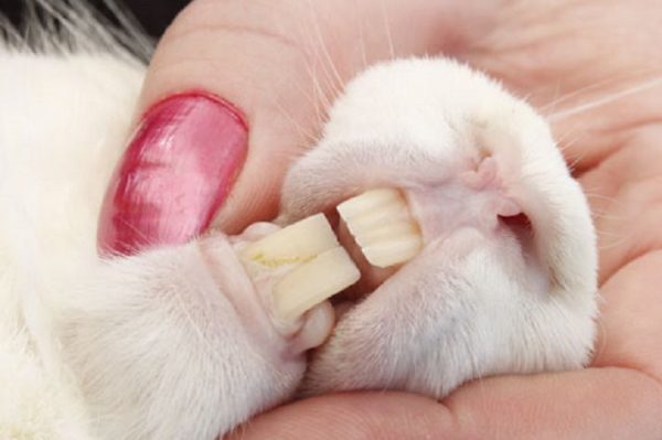 como cuidar los dientes de un conejo