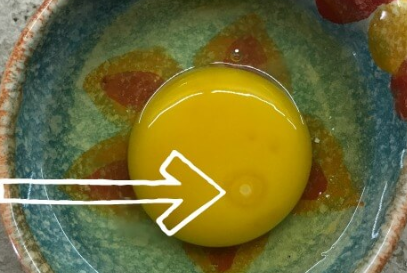 huevo de gallina fertil 2