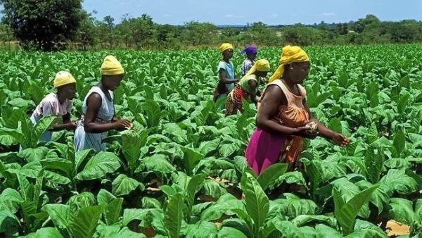 la importancia de la agricultura