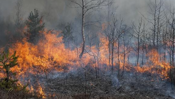 quemando bosques tala agricultura