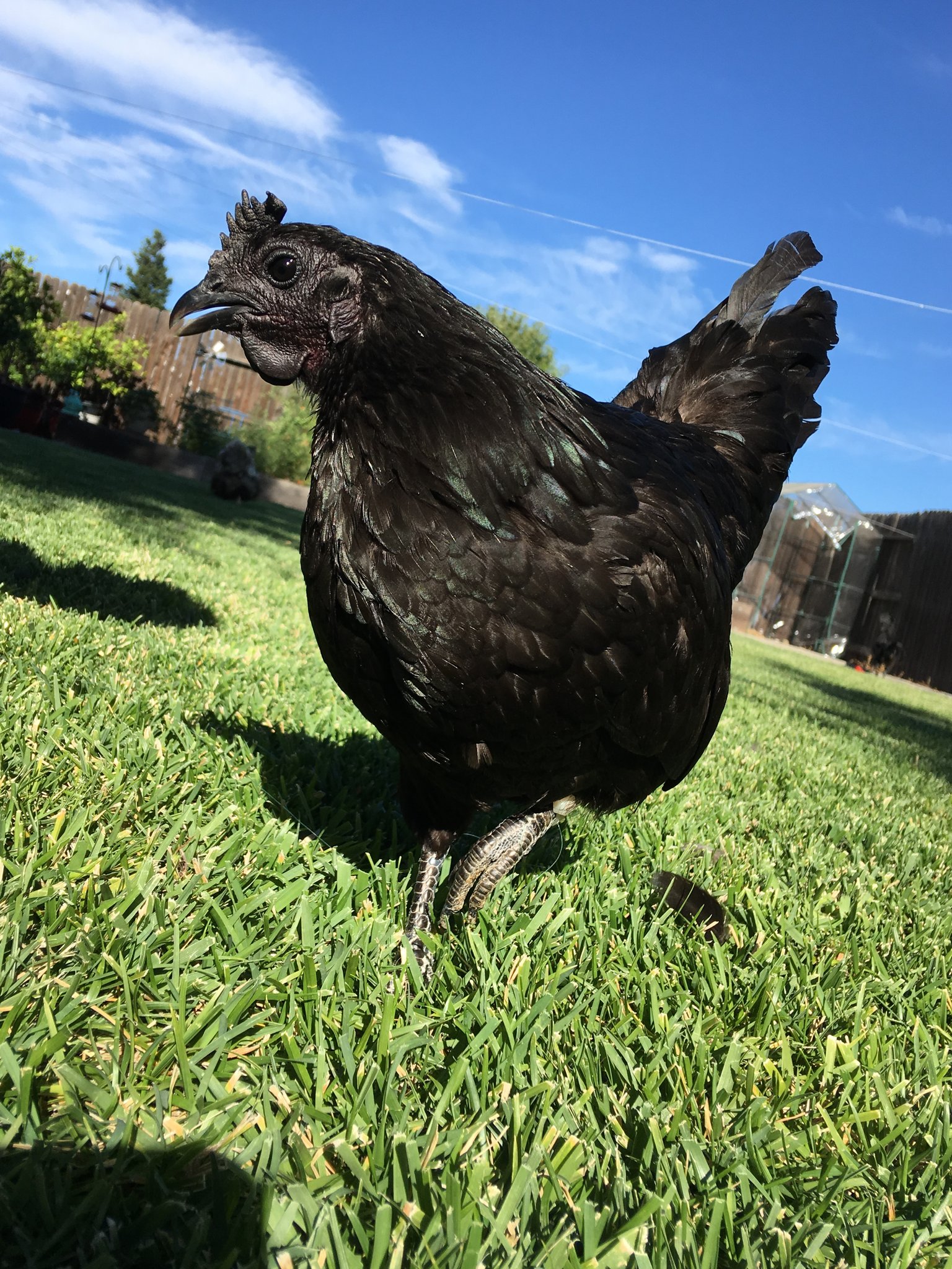 Ayam Cemani raza de pollo.jpgw