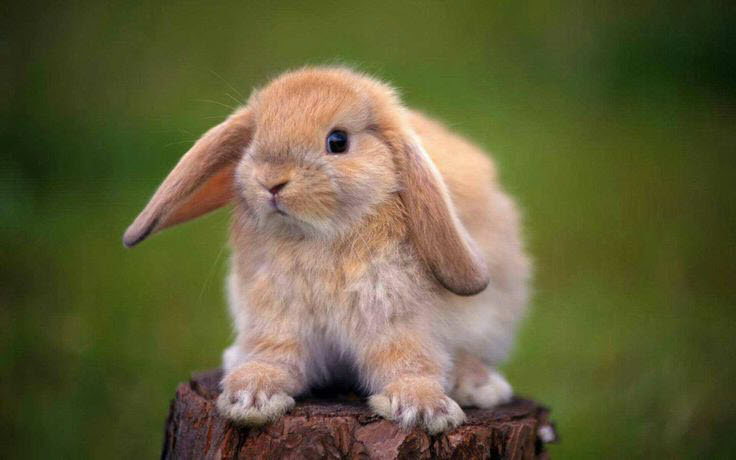 Holland Lop