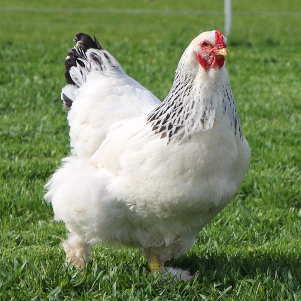 ▷ ¿Las gallinas tienen que copular para que un huevo eclosione? - Todo  Sobre Agricultura