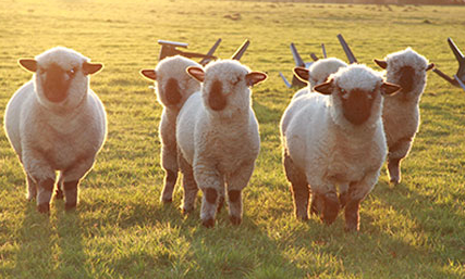 cría y reproducción de ovejas
