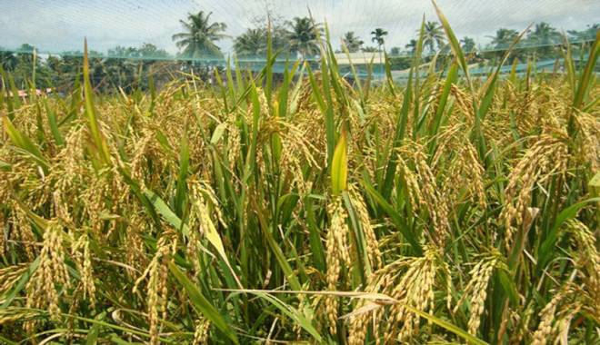 cultivos de arroz