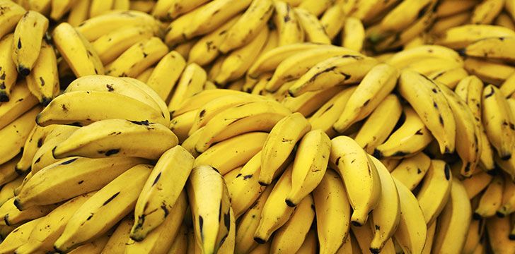 datos curiosos e interesantes sobre el platano y banano