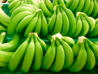 datos curiosos sobre el cultivo de platano xd