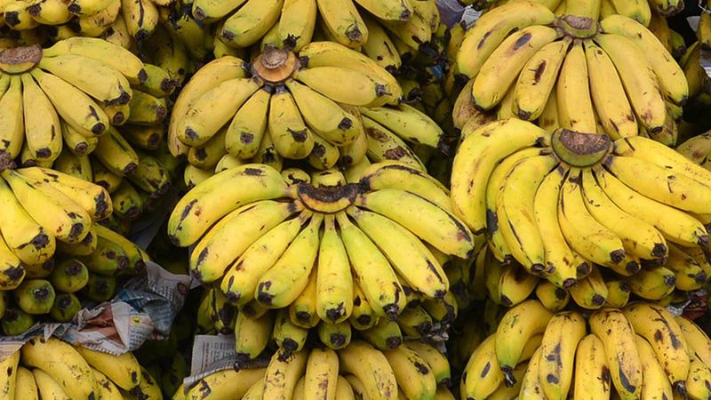 datos historicos sobre el cultivo de banano