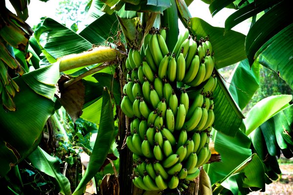 el cultivo de banano
