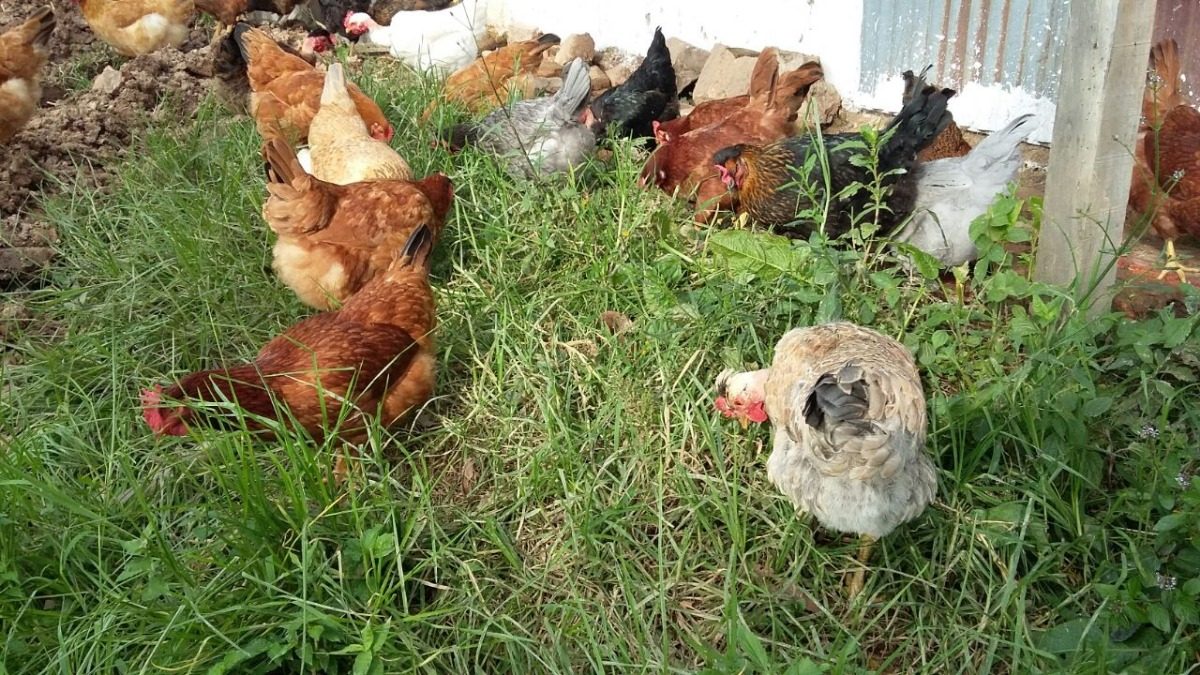 gallinas criollas