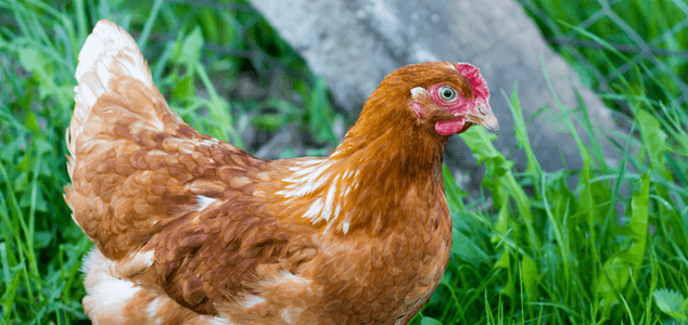 gallina hibrida