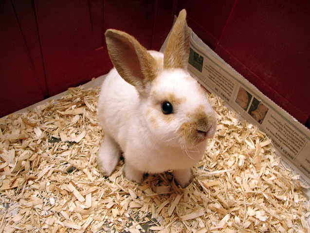 mini rex