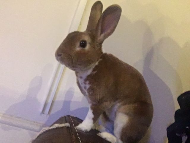 mini rex