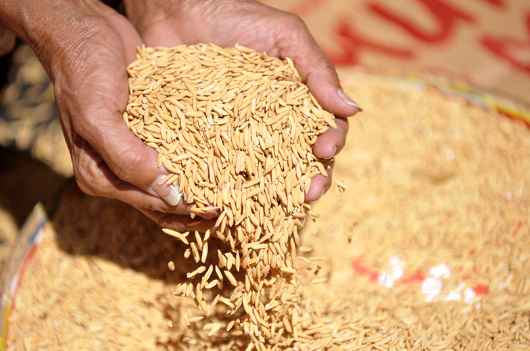 paises productores de arroz en el mundo