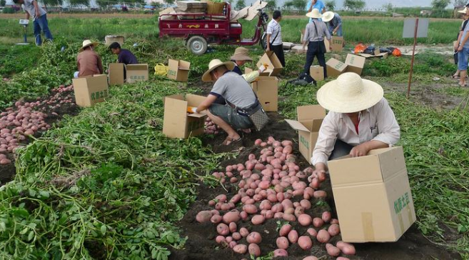 paises productores de papa en el mundo