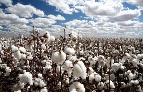 usos del cultivo de algodon