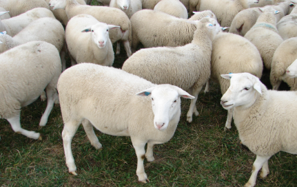 cantidad de ovejas por macho reproductor