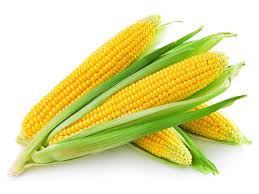 origen del maiz