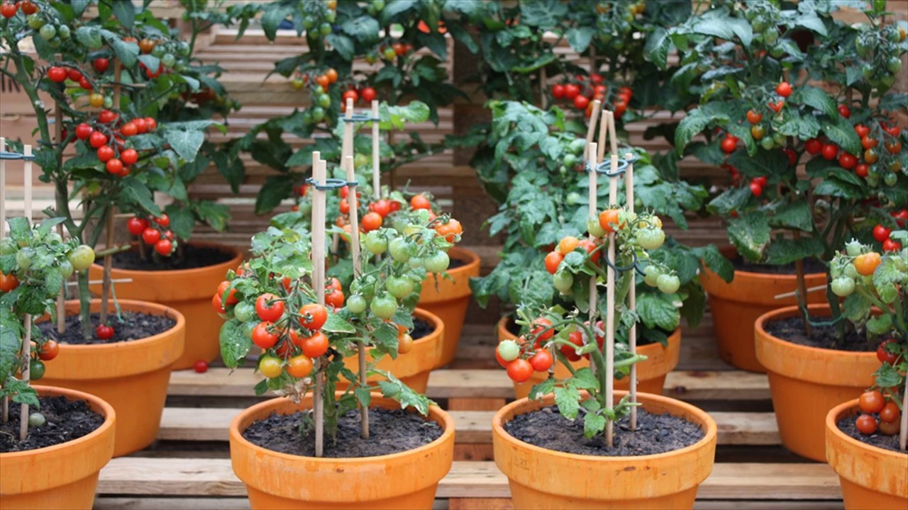 tomates en maceta