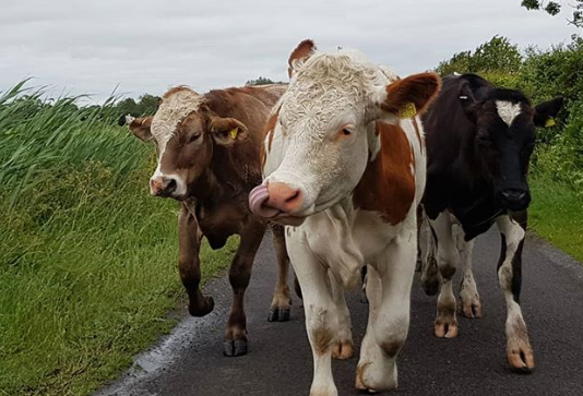 enfermedades comunes los animales del campo