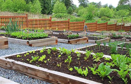 pasos para crear un jardín comunitario