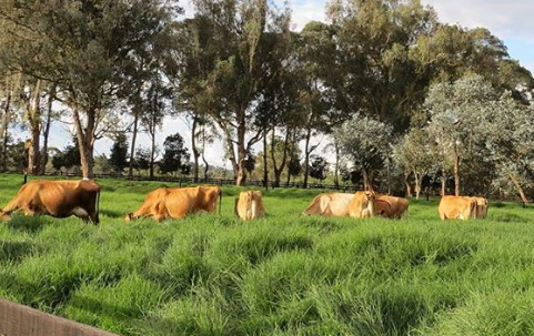 vacunas para el ganado bovino en Australia
