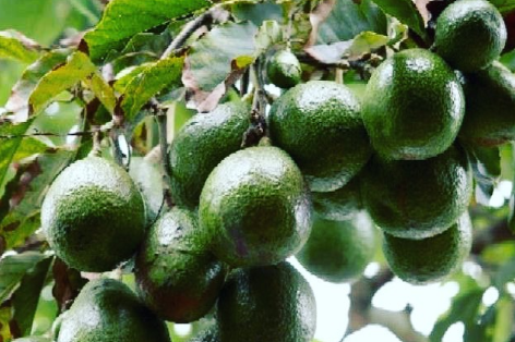 como cultivar y podar un árbol de aguacate