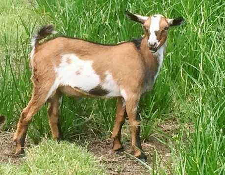 cosas importantes sobre la salud de las cabras